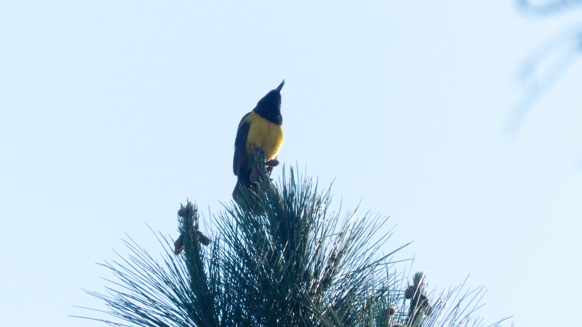 Yellow-rumped Marshbird - ML643900823