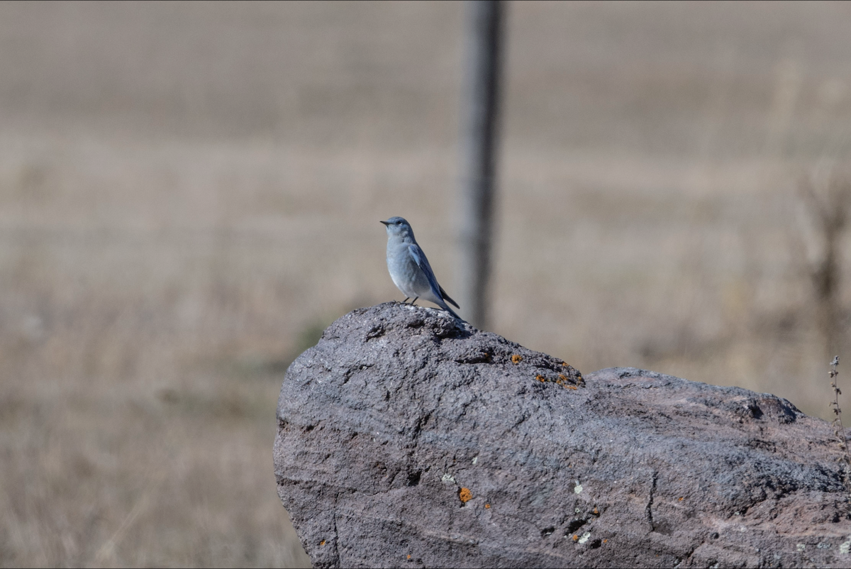 Mountain Bluebird - ML643900832