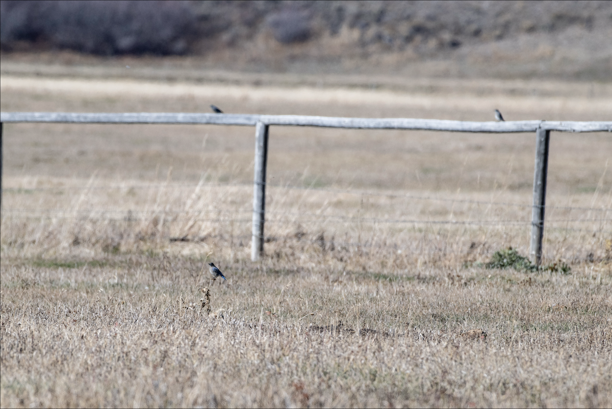 Mountain Bluebird - ML643900833