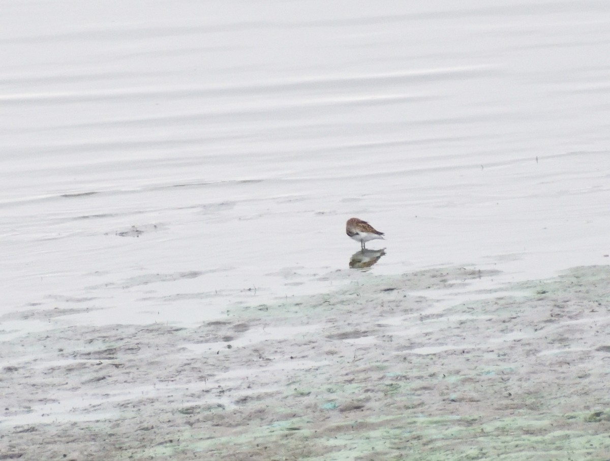 Wilson's Phalarope - ML643900848