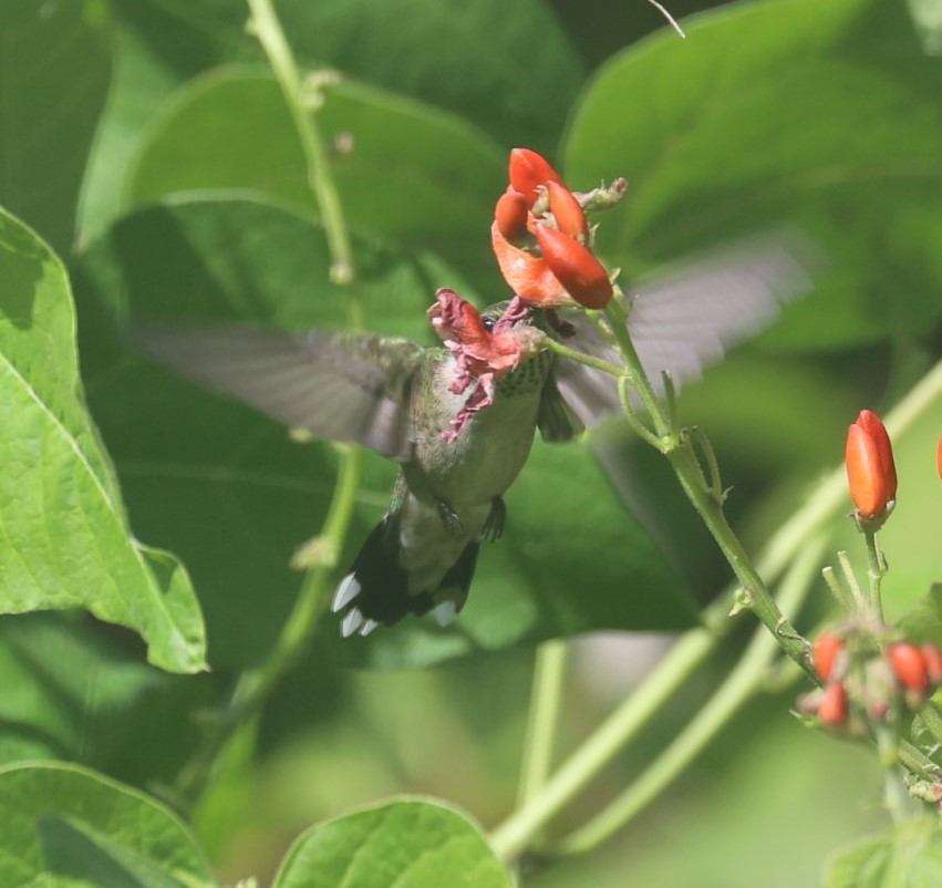 Ruby-throated Hummingbird - ML643900858