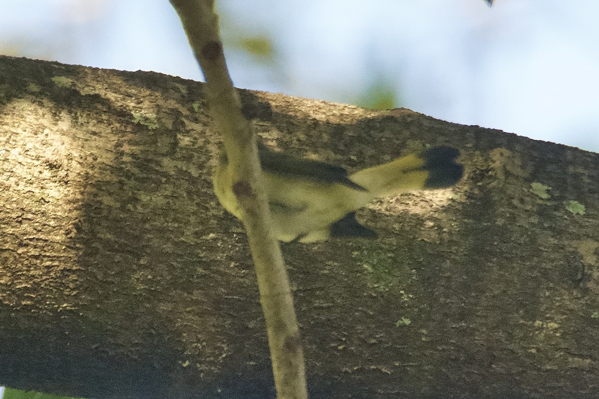 American Redstart - ML643900877