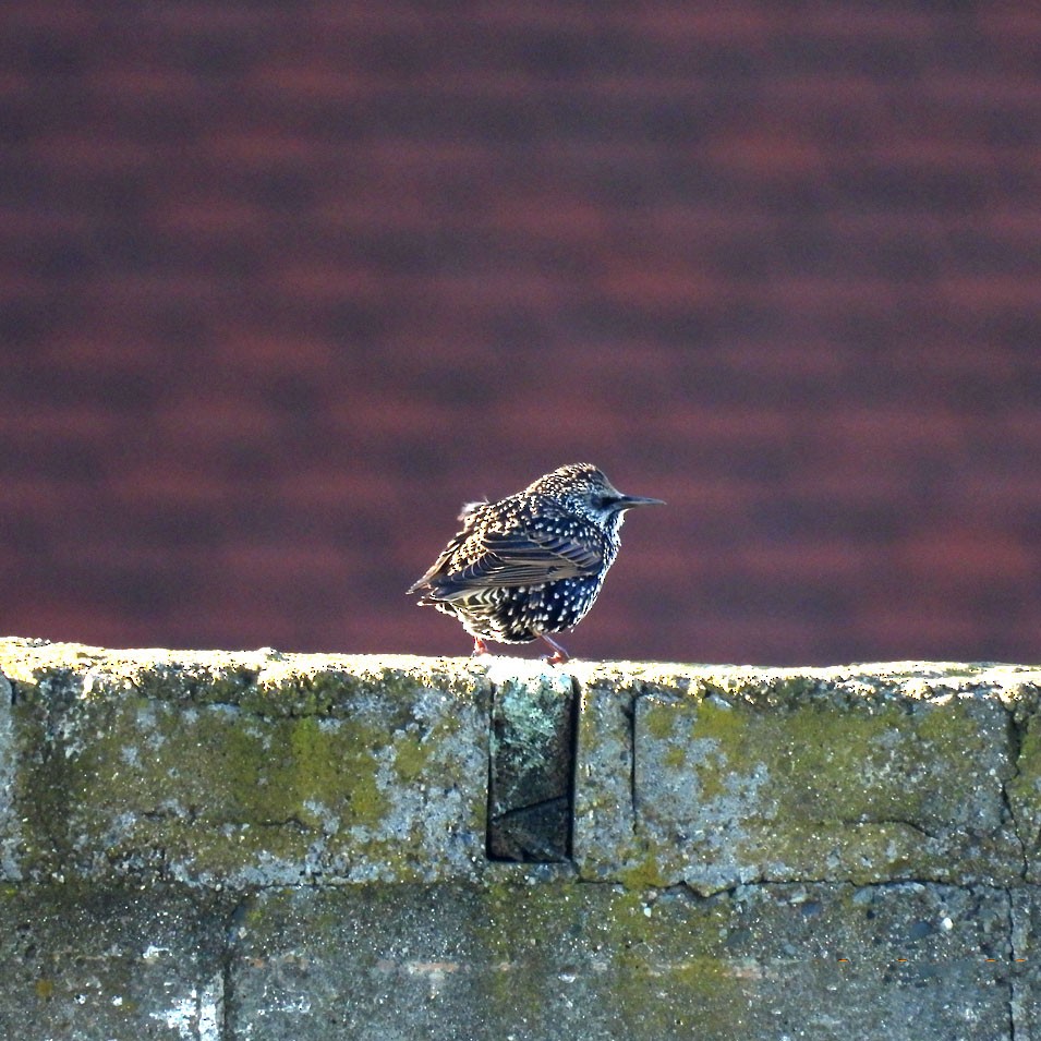 European Starling - ML643900887