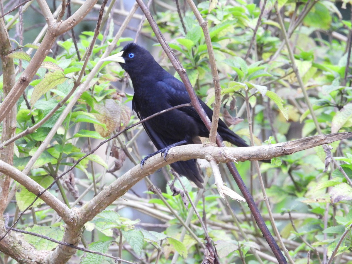 Red-rumped Cacique - ML643900888
