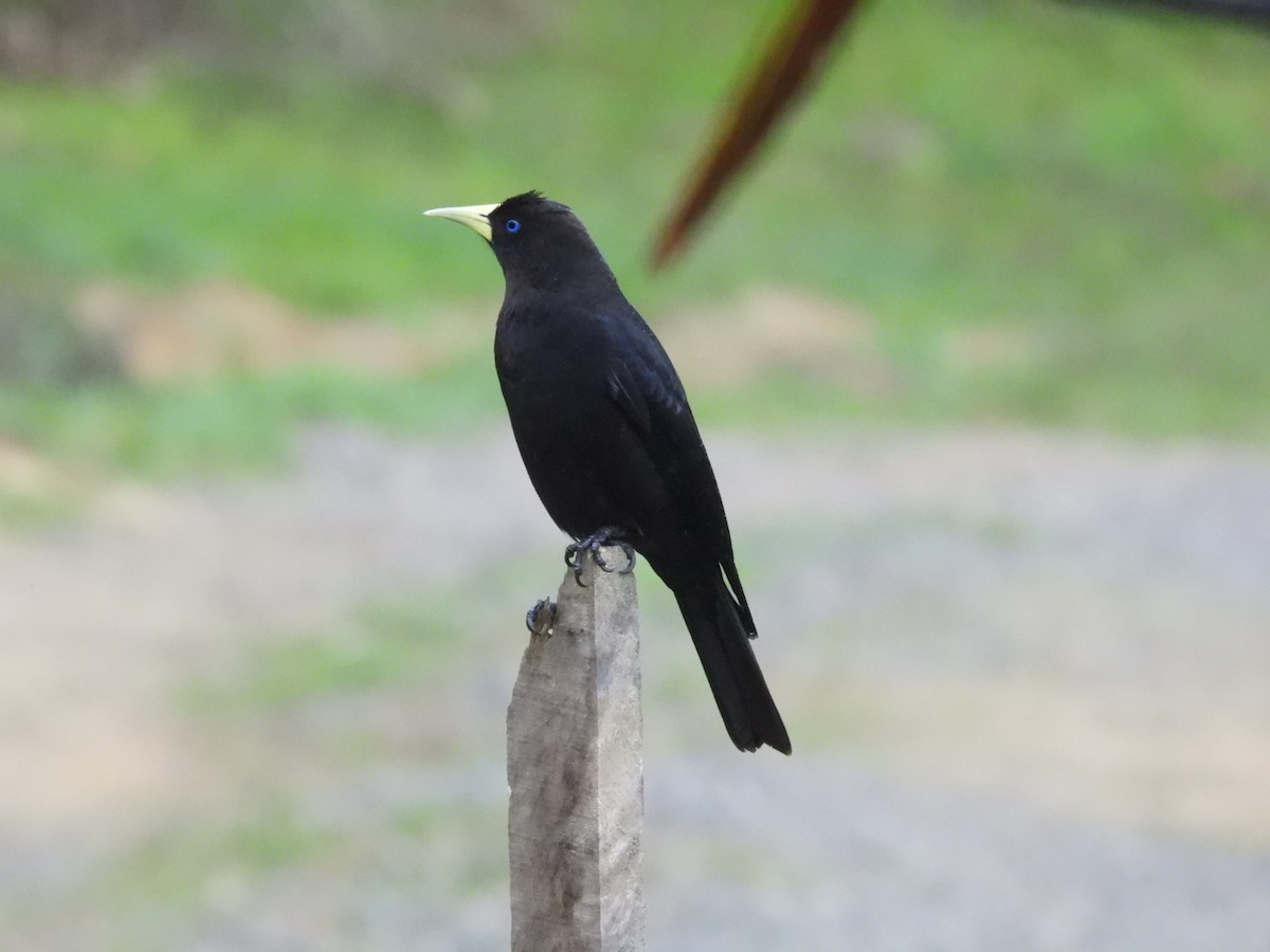 Red-rumped Cacique - ML643900889