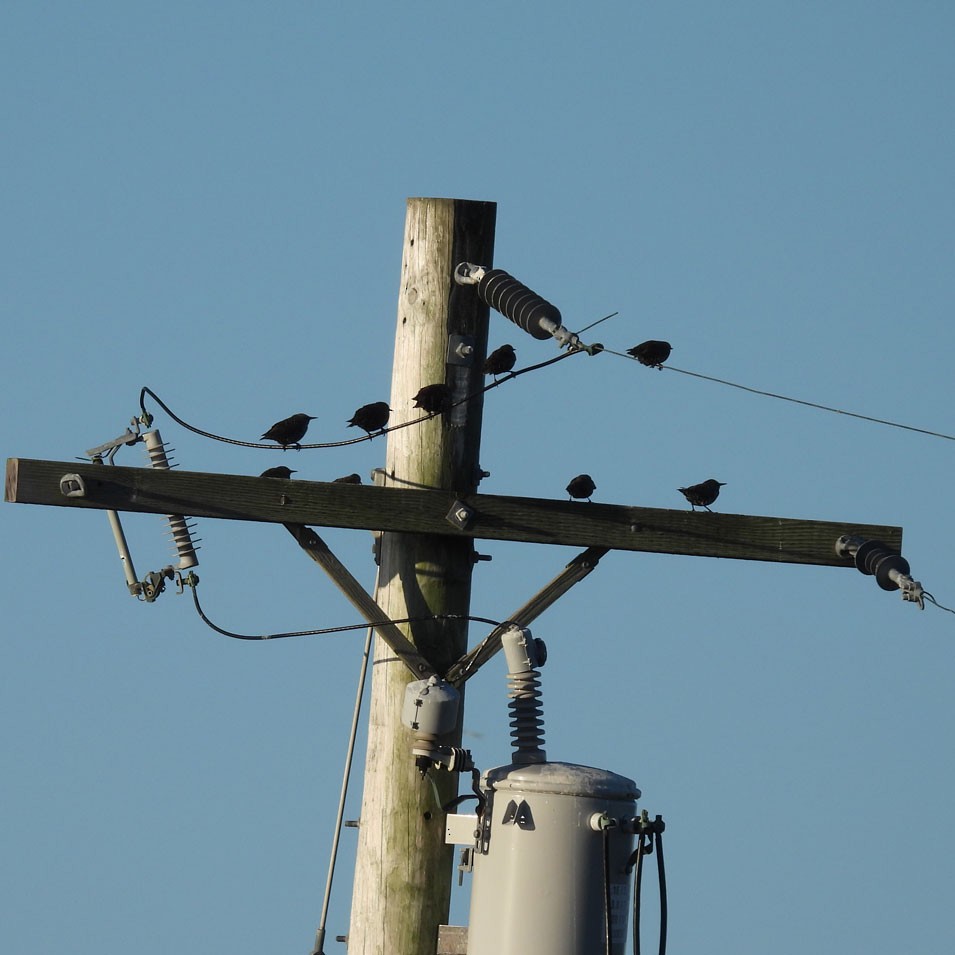 European Starling - ML643900891