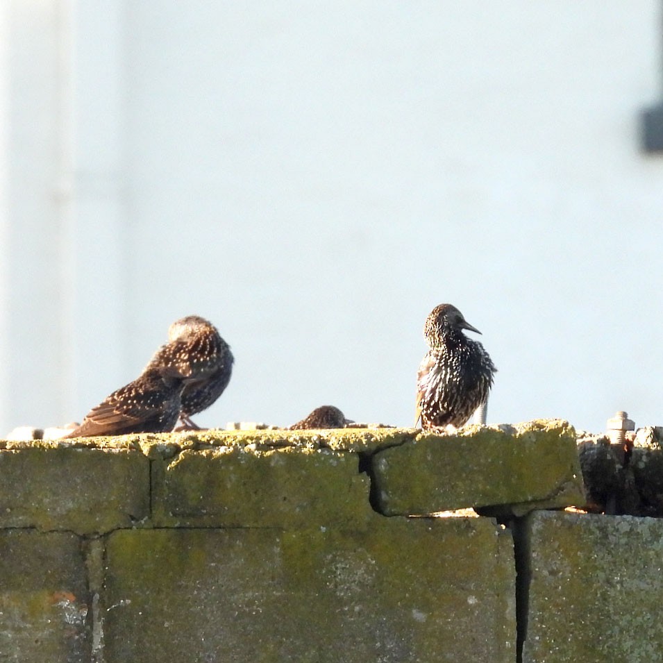 European Starling - ML643900892