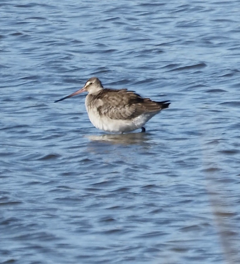 Hudsonian Godwit - ML643900902