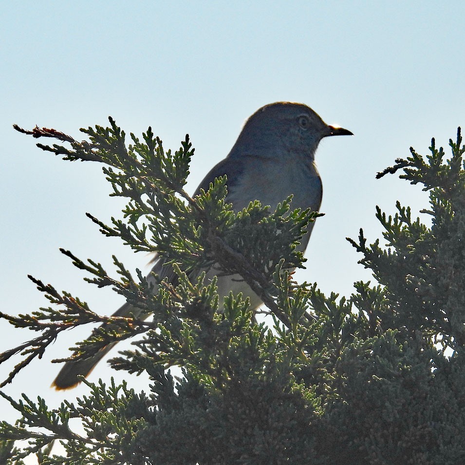Northern Mockingbird - ML643900907