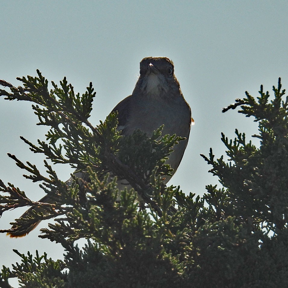 Northern Mockingbird - ML643900909