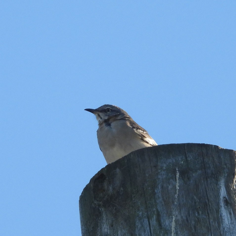 Northern Mockingbird - ML643900910