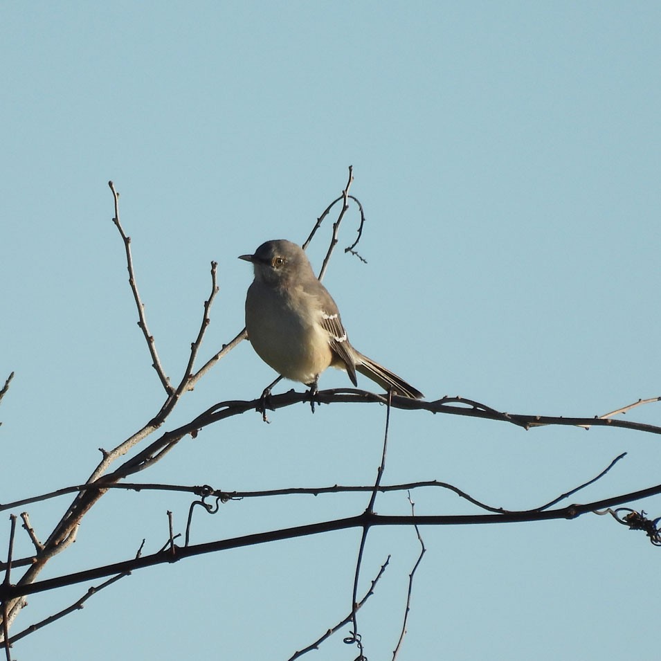 Northern Mockingbird - ML643900911