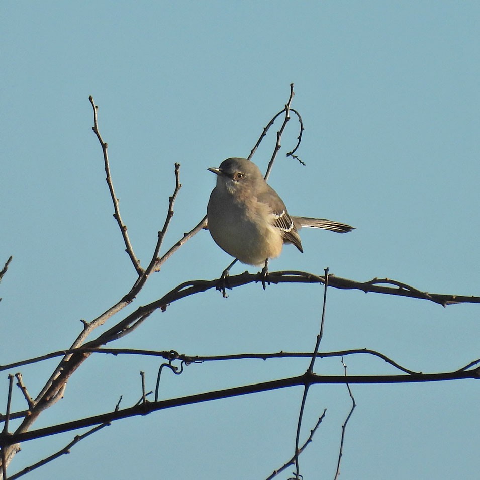 Northern Mockingbird - ML643900913