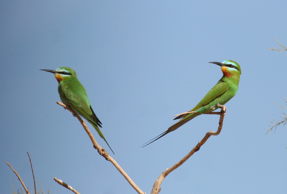 Blue-cheeked Bee-eater - ML643900928