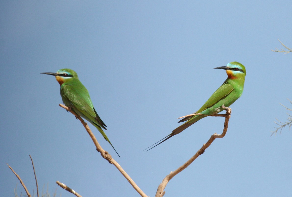 Blue-cheeked Bee-eater - ML643900929