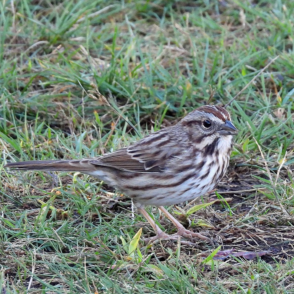 Song Sparrow - ML643900930