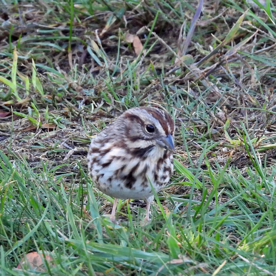 Song Sparrow - ML643900931