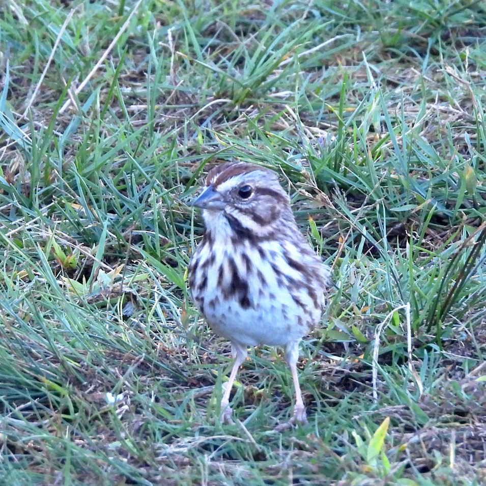 Song Sparrow - ML643900932