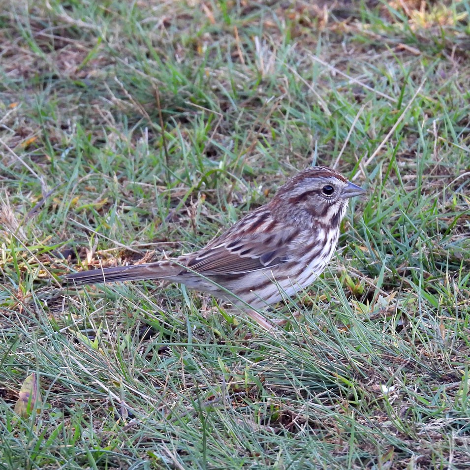 Song Sparrow - ML643900933