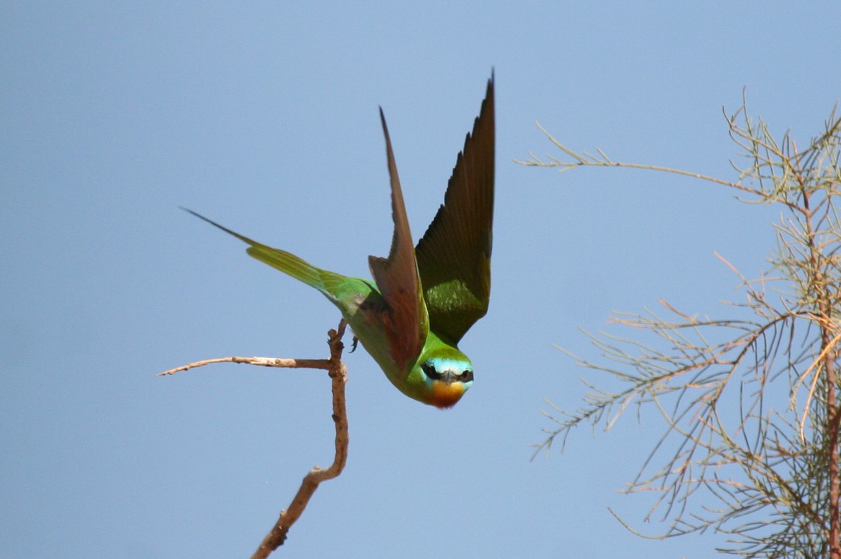 Blue-cheeked Bee-eater - ML643900935