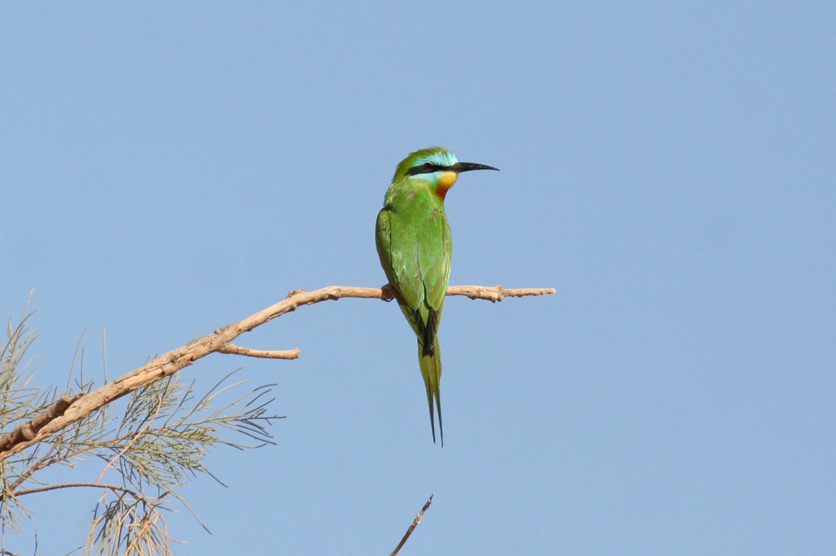 Blue-cheeked Bee-eater - ML643900936