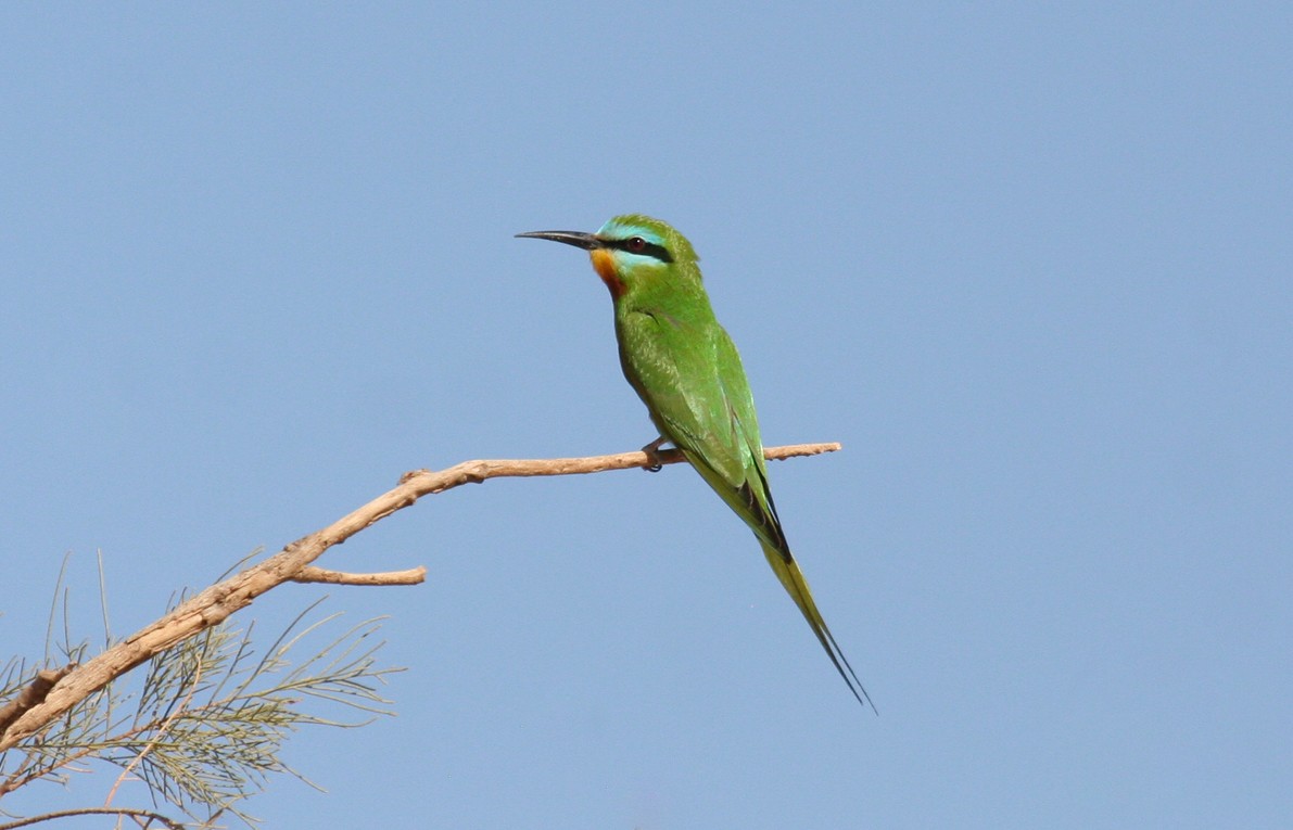 Blue-cheeked Bee-eater - ML643900942