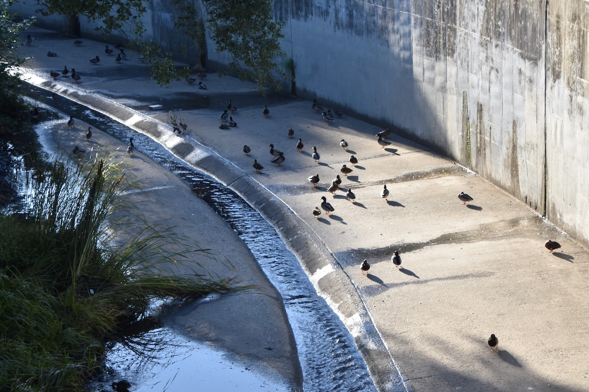 ברכיה - ML643900947