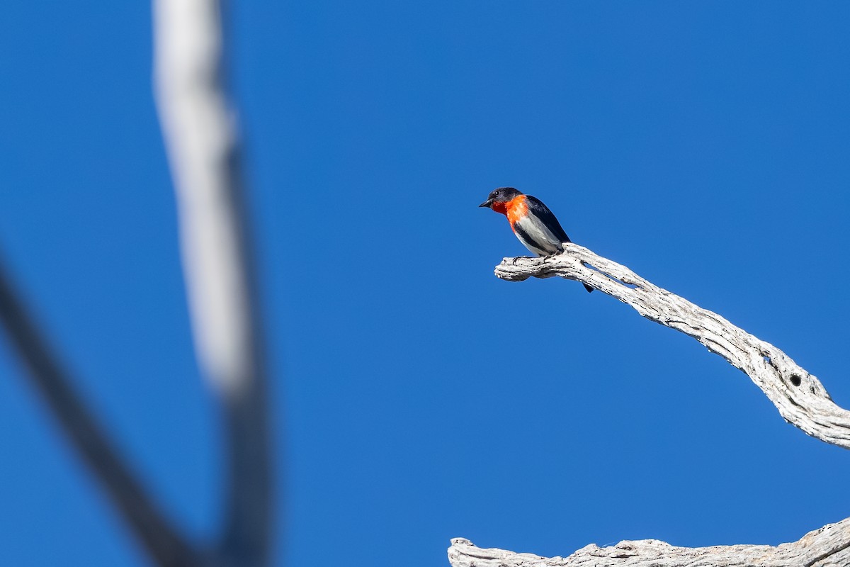 Mistletoebird - ML643900952
