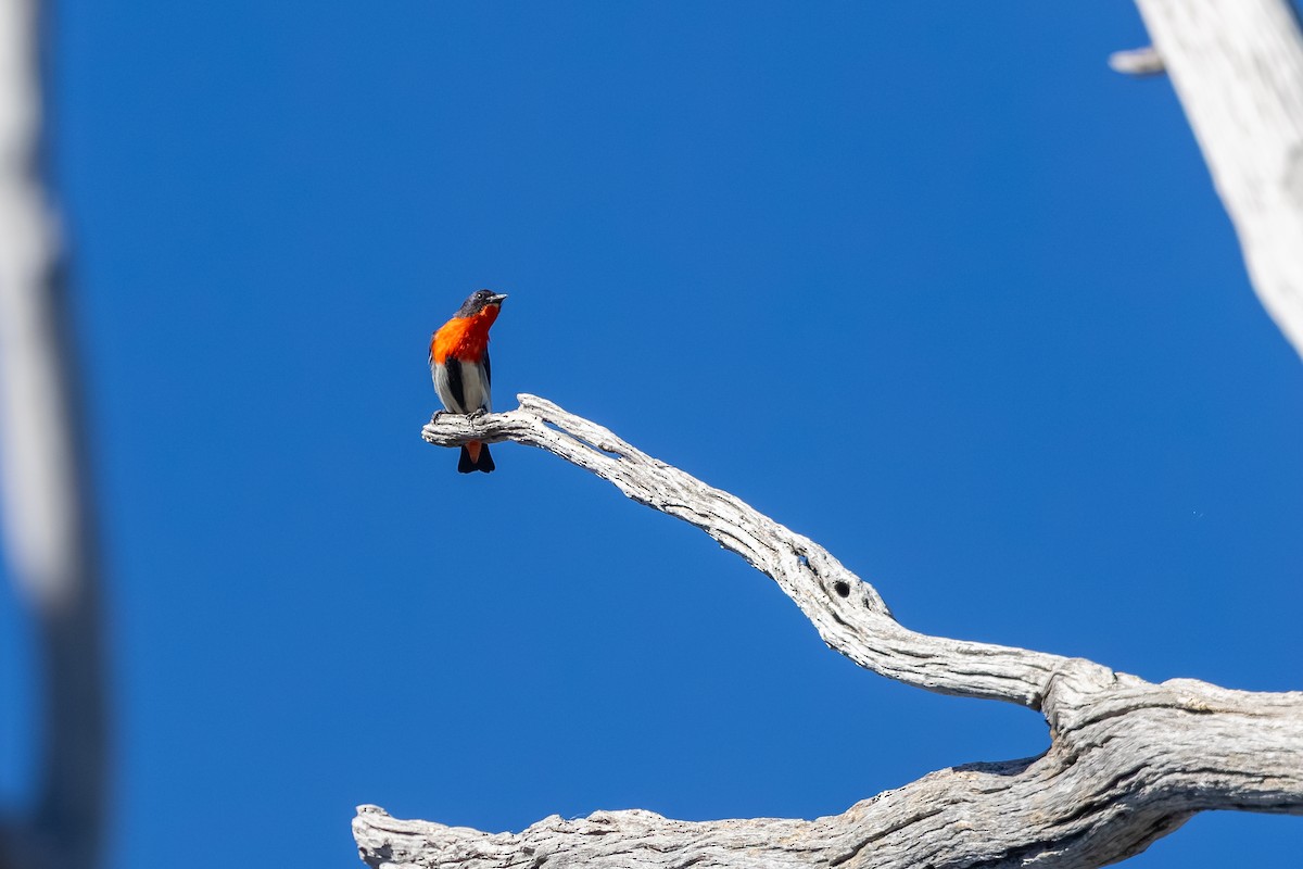 Mistletoebird - ML643900953