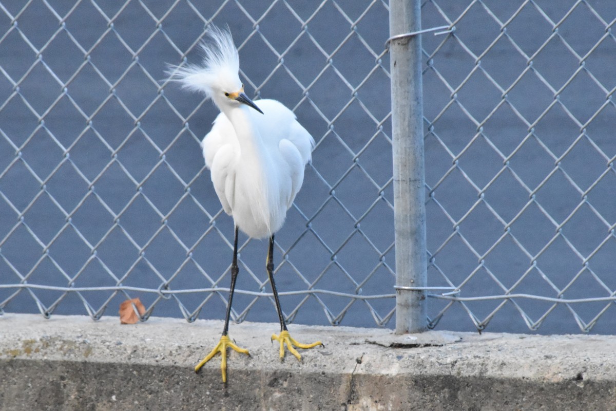 לבנית אמריקנית - ML643900955
