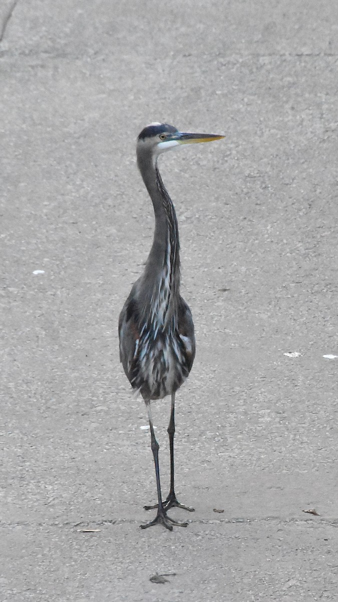 אנפה אמריקנית - ML643900973