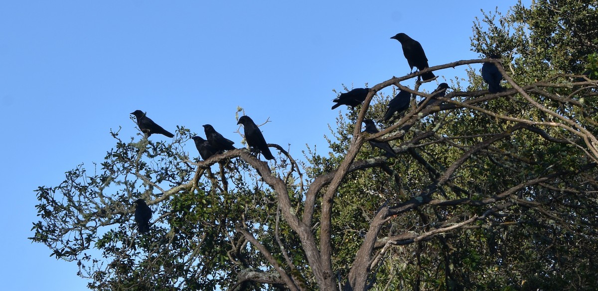 American Crow - ML643900992