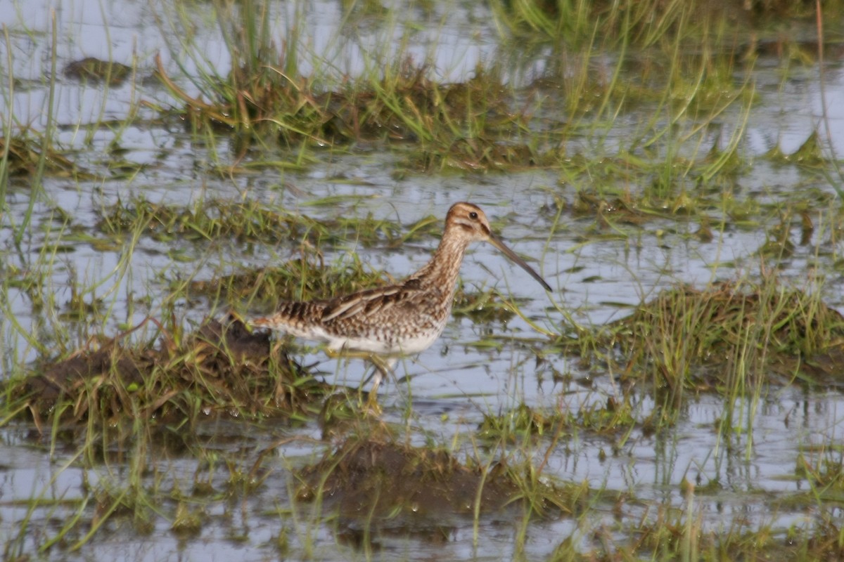 Pantanal Snipe - ML643901014