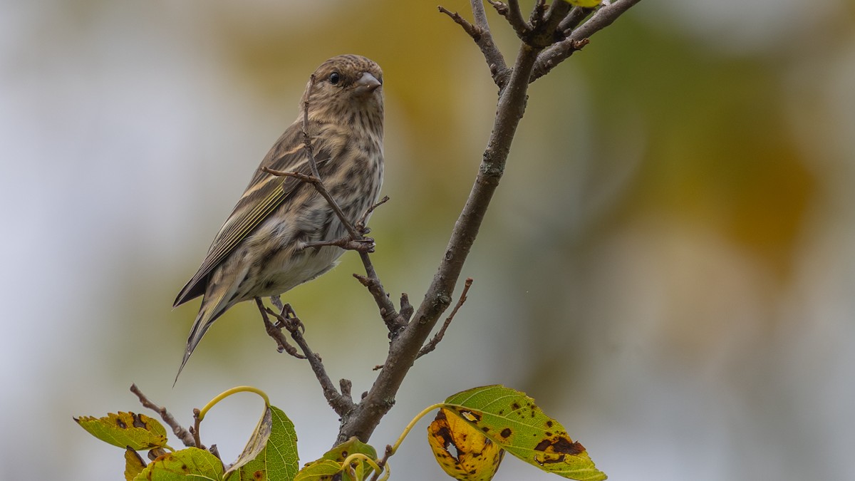 Pine Siskin - ML643901025