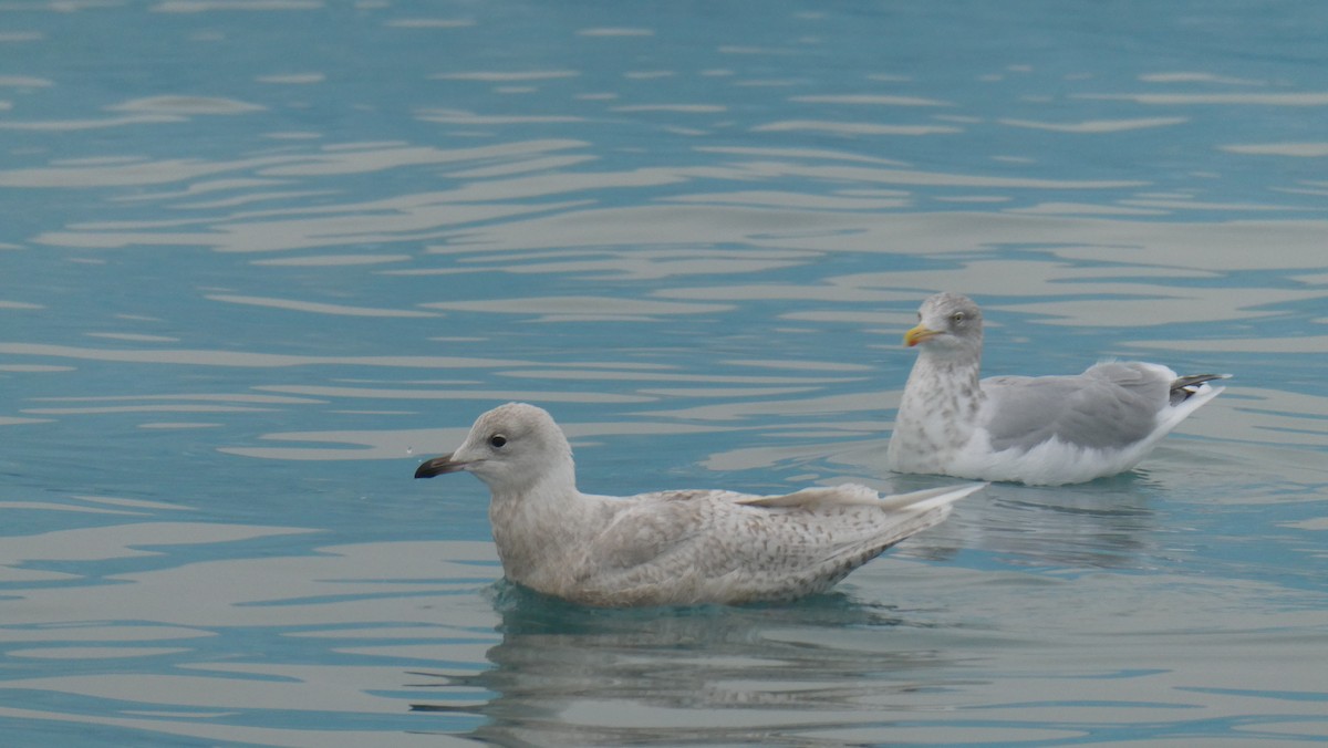 Gabbiano d'Islanda - ML643901026