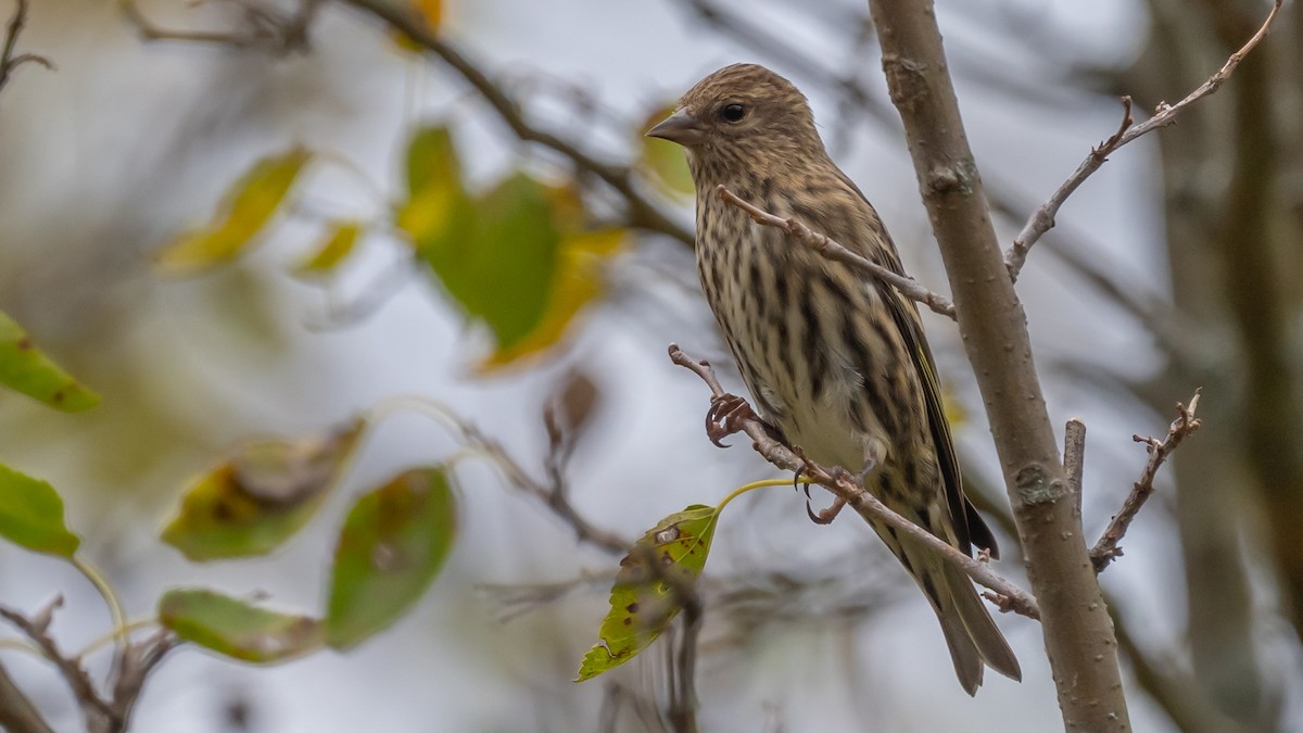 Pine Siskin - ML643901027