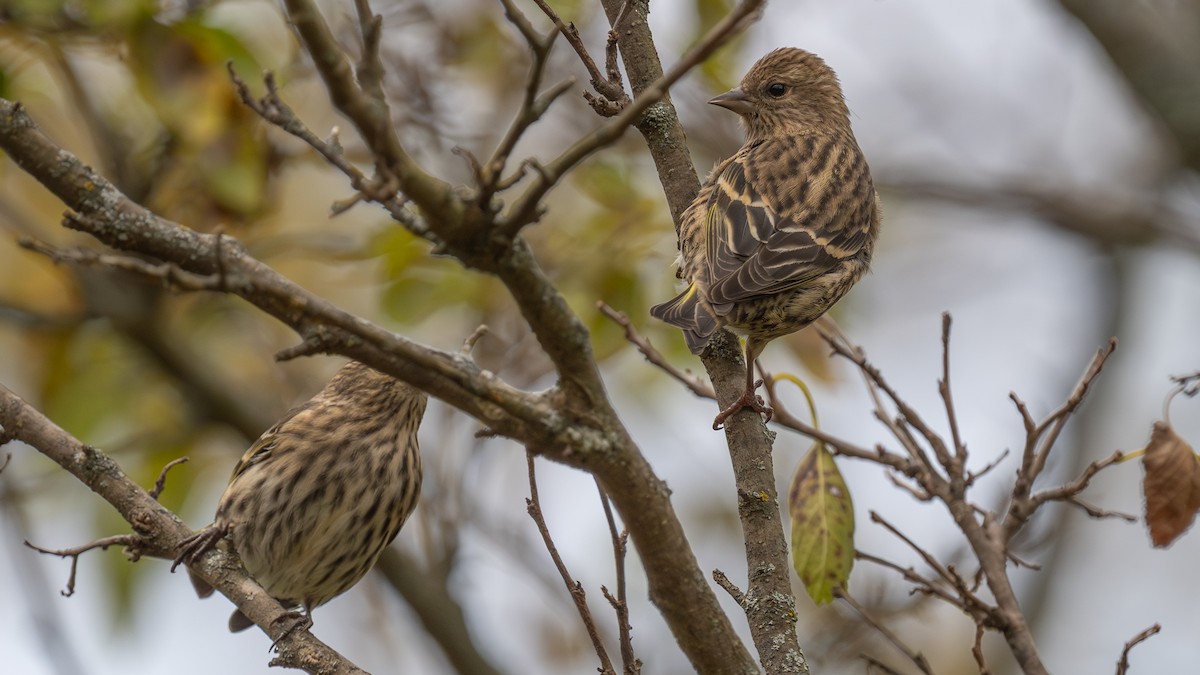 Pine Siskin - ML643901028