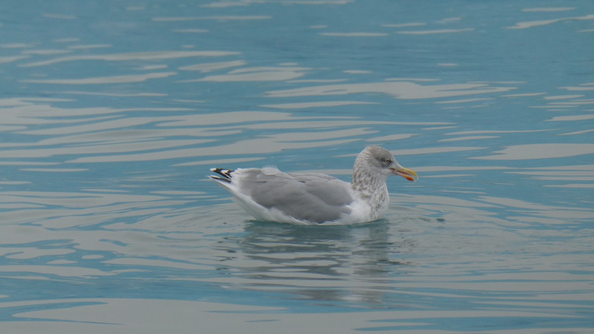 Gabbiano reale nordico - ML643901029