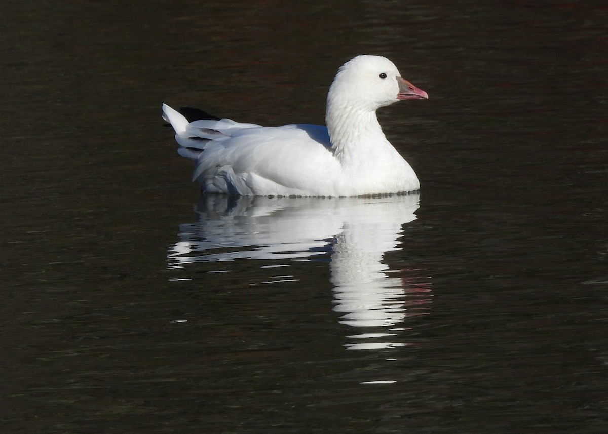 Ross's Goose - ML643901038