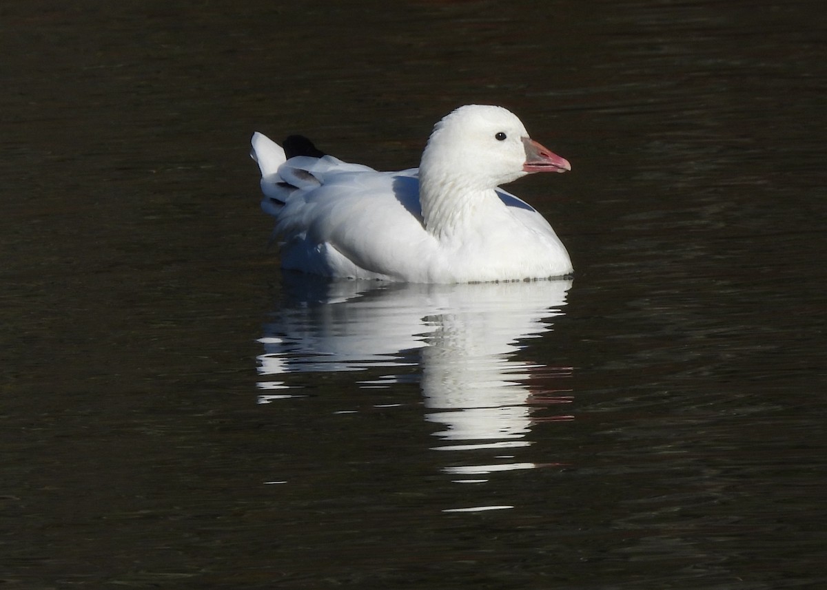 Ross's Goose - ML643901040