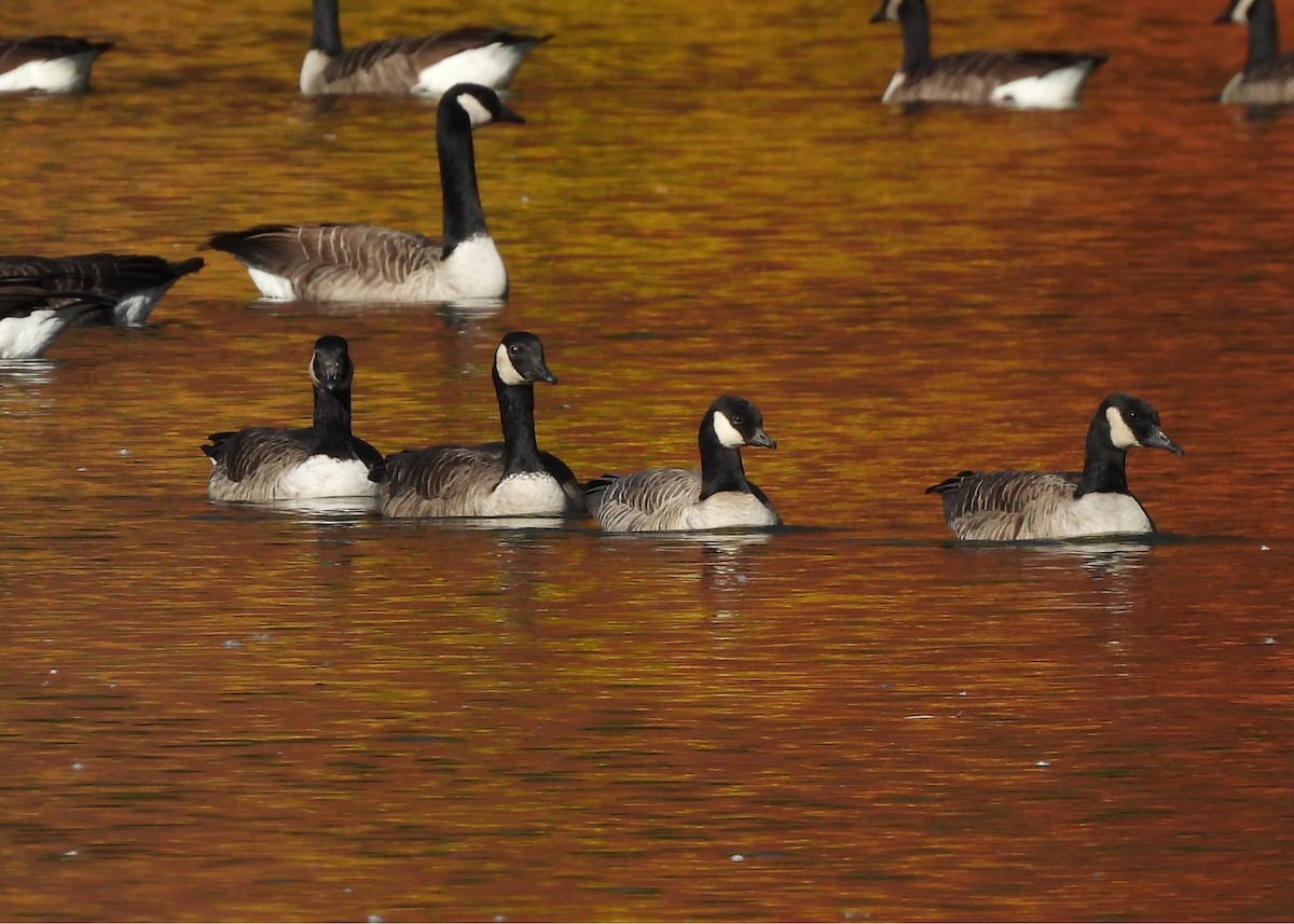 Cackling Goose - ML643901051