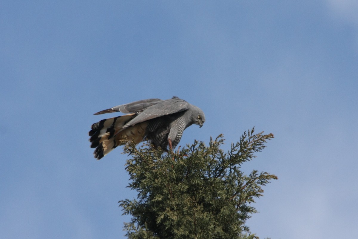 Crane Hawk - ML643901056