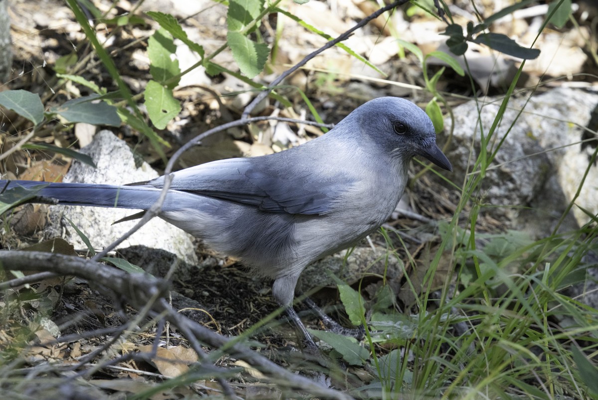 Mexican Jay - ML643901061