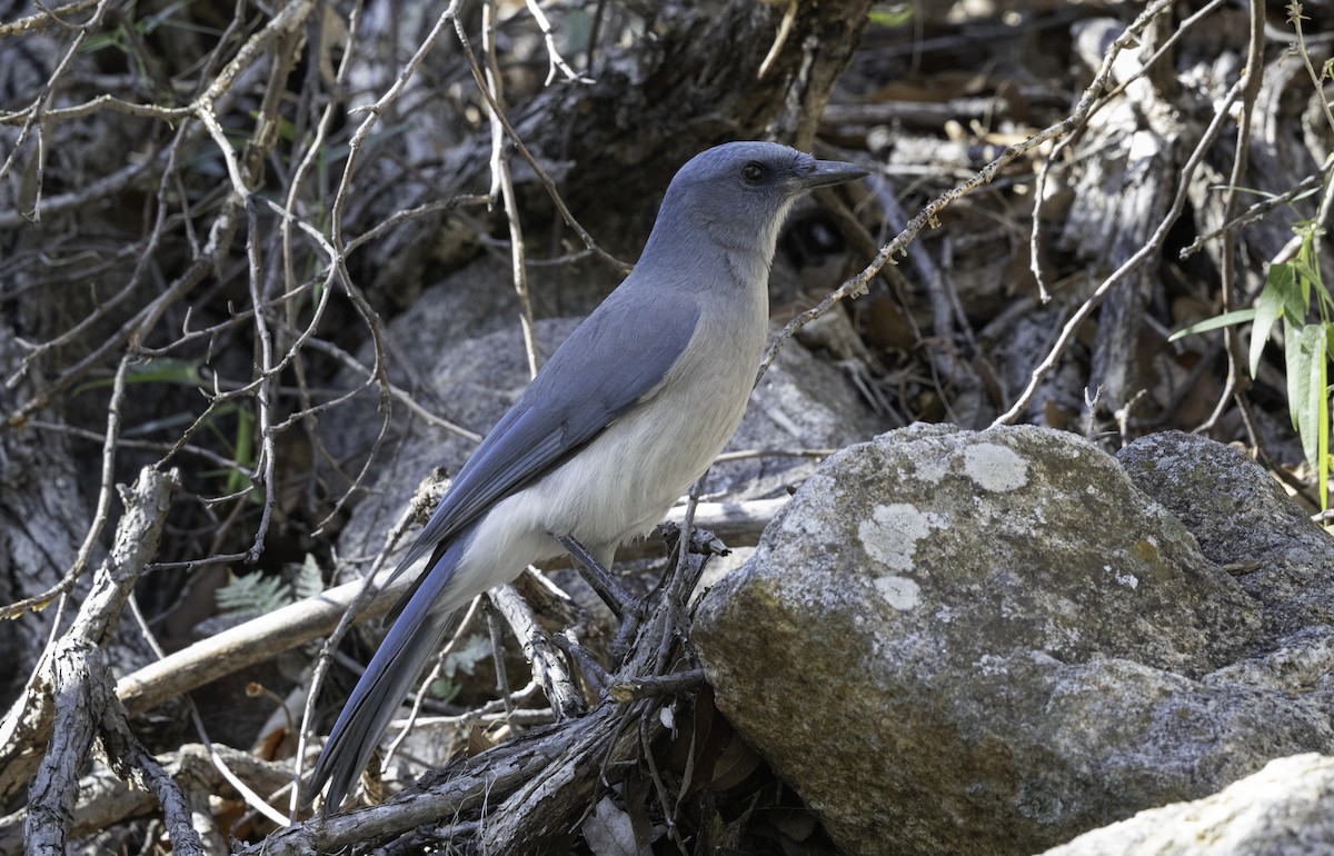 Mexican Jay - ML643901062