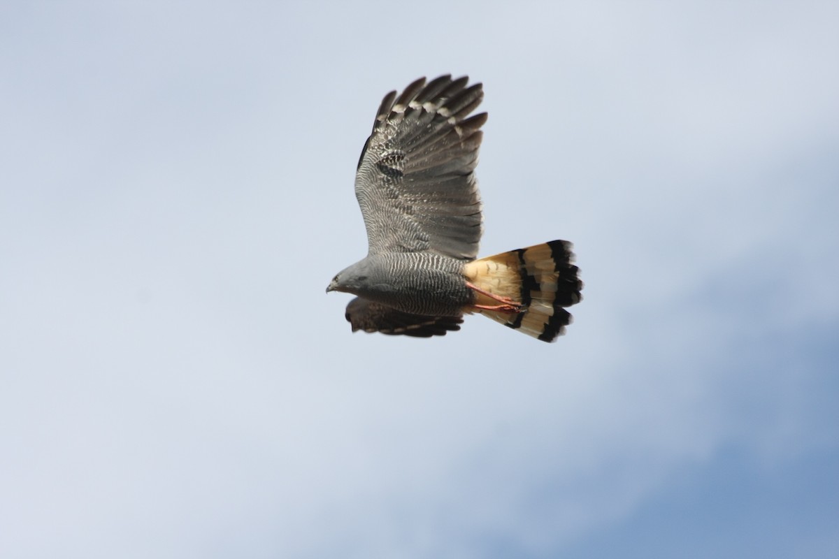 Crane Hawk - ML643901080