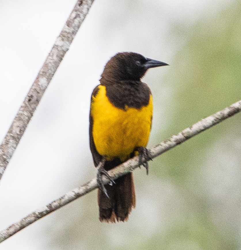 Yellow-rumped Marshbird - ML643901081