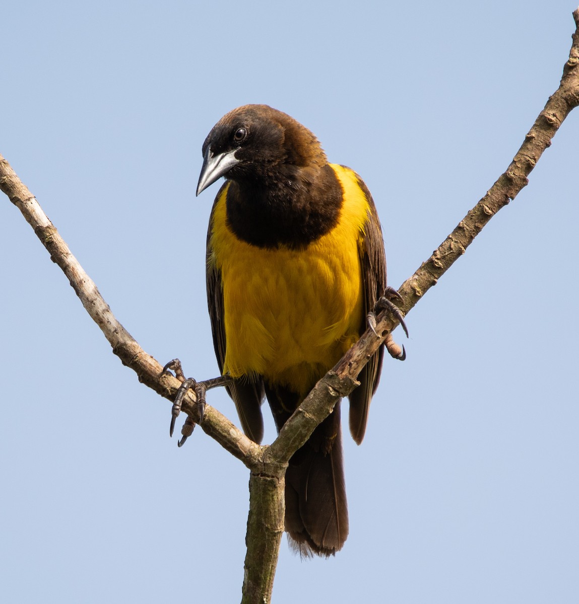Yellow-rumped Marshbird - ML643901082