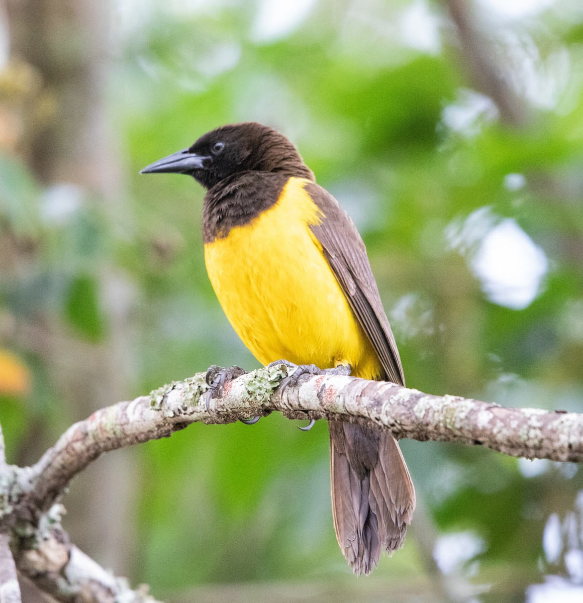 Yellow-rumped Marshbird - ML643901083