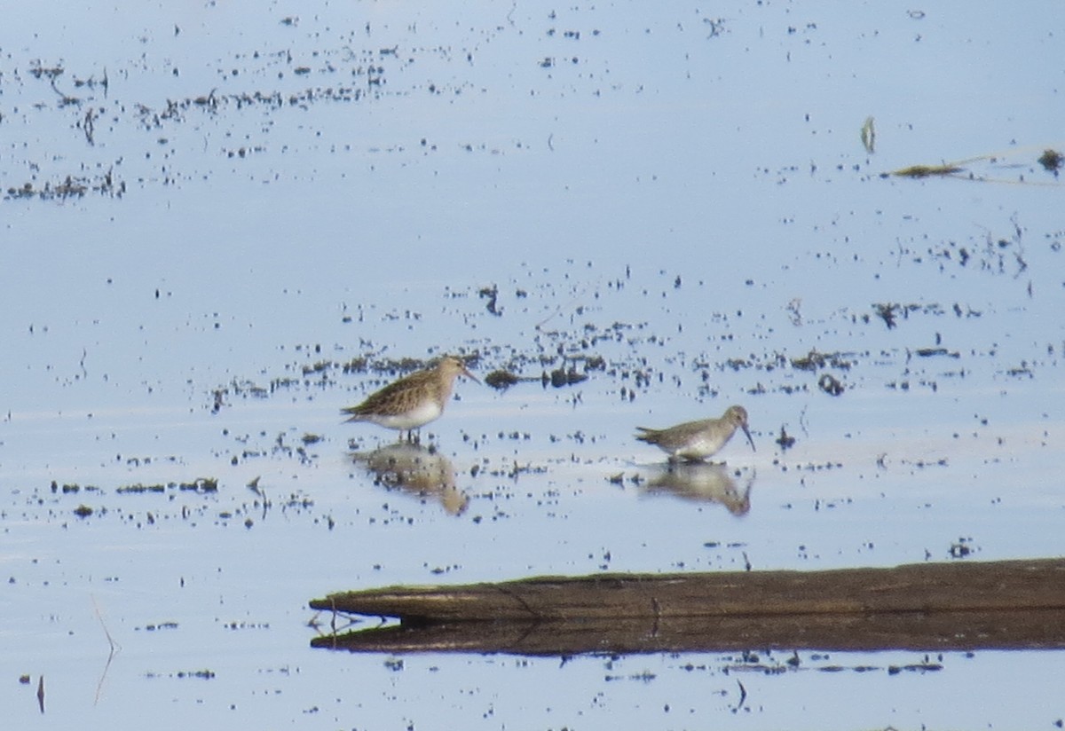 Dunlin - ML643901094