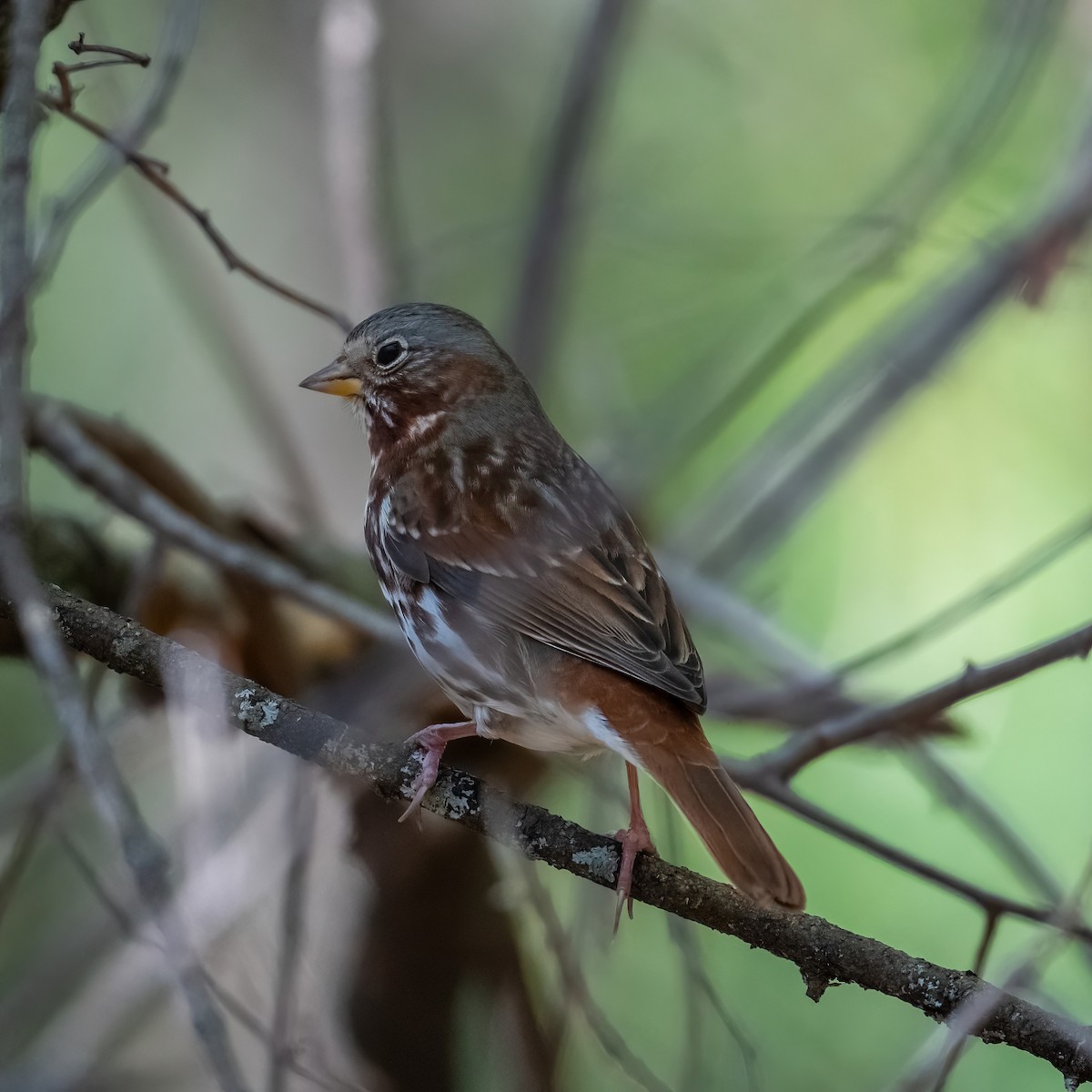 Fox Sparrow - ML643901102